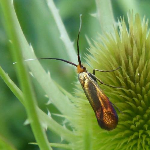 Nemophora cupriacella